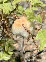 Callirhytis quercusoperator