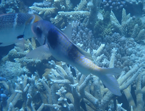 Parupeneus crassilabris observed 2026-09-21
