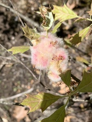 Callirhytis quercusoperator