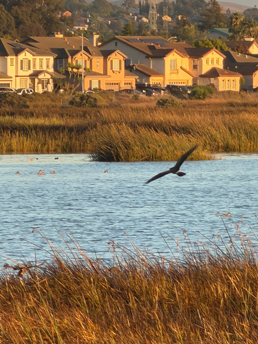 Northern Harrier