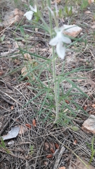 Teucrium pseudochamaepitys