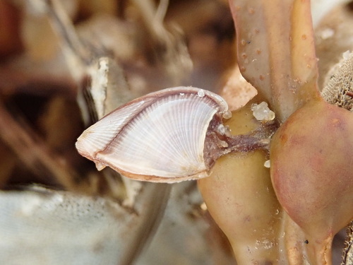 Lepas pectinata observed 2026-09-30