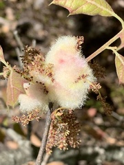 Callirhytis quercusoperator