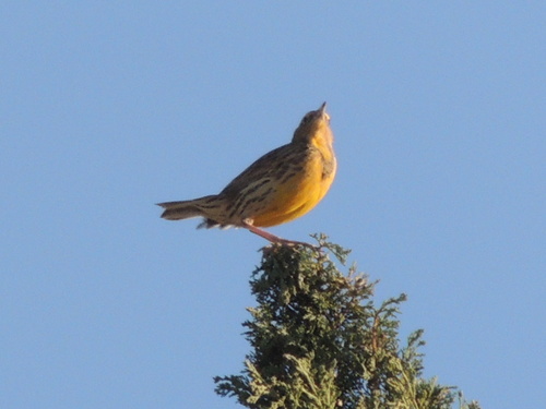 Western Meadowlark