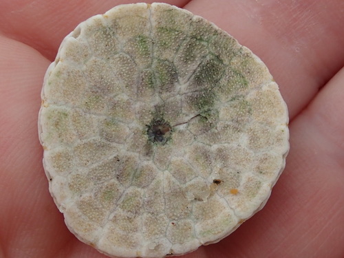 Echinarachnius parma observed 2026-09-30