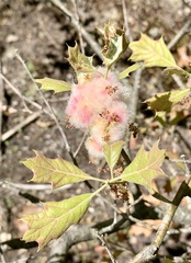 Callirhytis quercusoperator