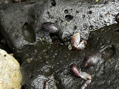 Melampus castaneus observed 2026-08-29