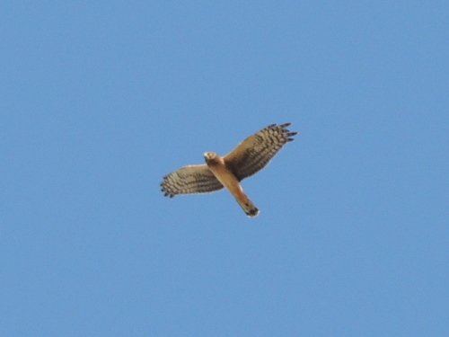 Northern Harrier