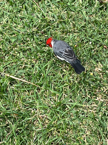 Paroaria coronata observed 2026-09-30