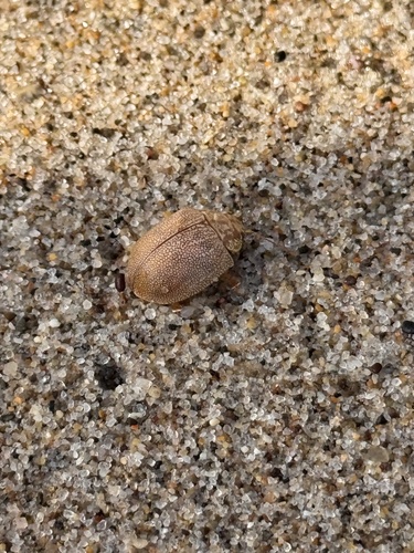 Dotted Paropsine Leaf Beetle