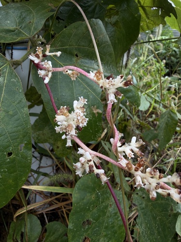 Cuscuta japonica, 2026-10-01