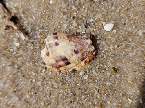 Lyria mitraeformis