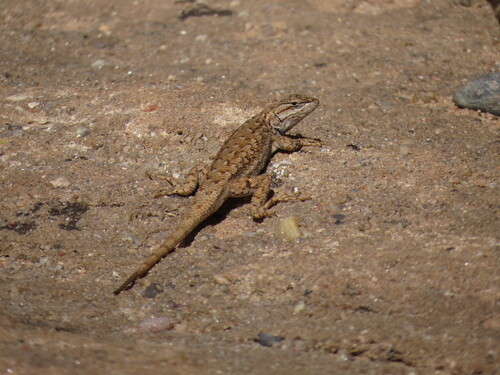Plateau Fence Lizard