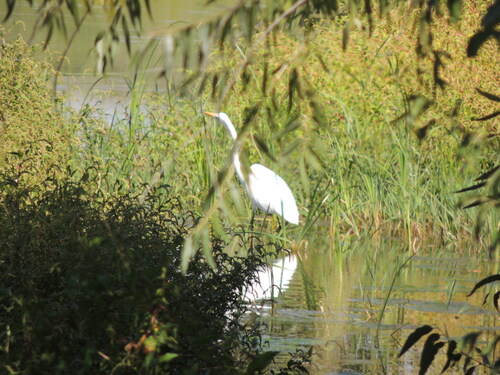 Great Egret