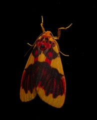 Barsine rubricostata