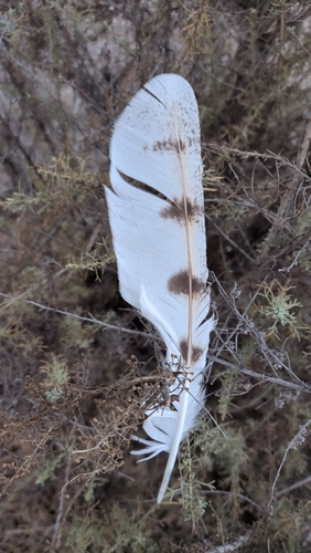 American Barn Owl