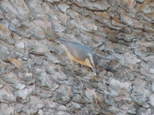 Red-breasted Nuthatch