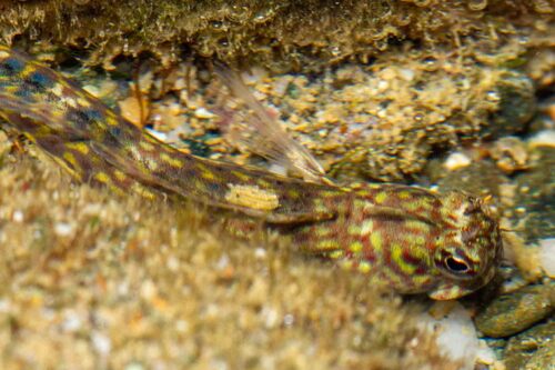 Istiblennius dussumieri observed 2026-09-29