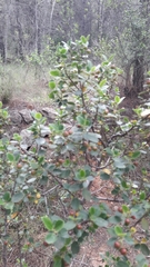 Rhamnus alaternus