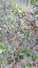 Rhamnus alaternus