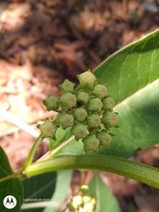Asclepias similis