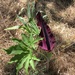 Dragon Arum - Photo (c) cwtw, some rights reserved (CC BY-NC), uploaded by cwtw