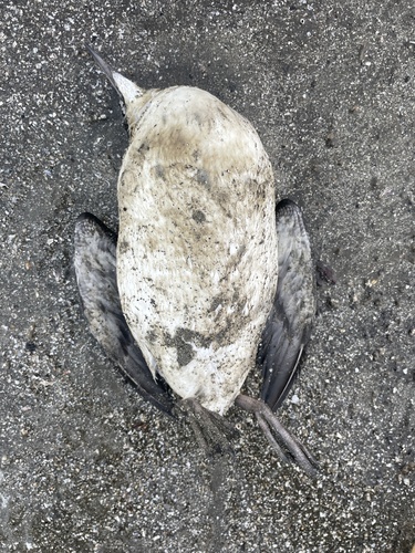 Common Murre