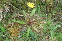 Taraxacum gelertii