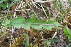 Taraxacum gelertii