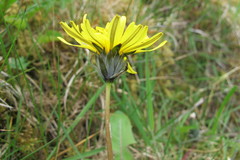 Taraxacum gelertii