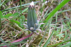 Taraxacum gelertii