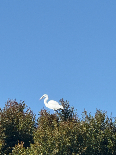 Great Egret