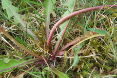 Taraxacum gelertii