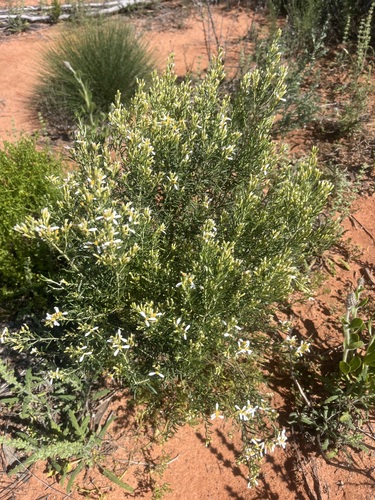 Olearia subspicata, 2026-09-20