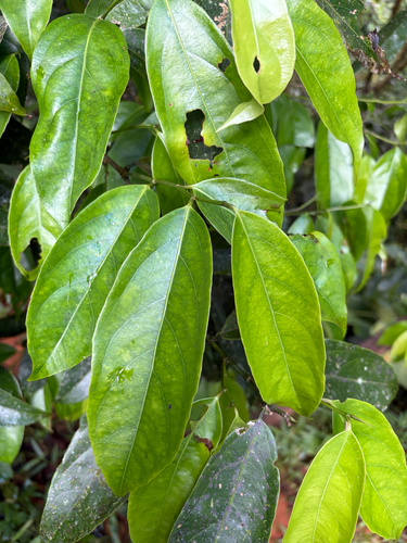 Lacistema aggregatum observed 2026-09-30