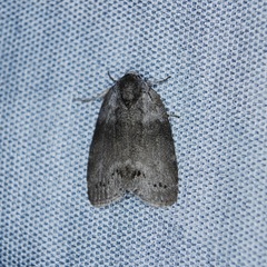 Polygrammate cadburyi