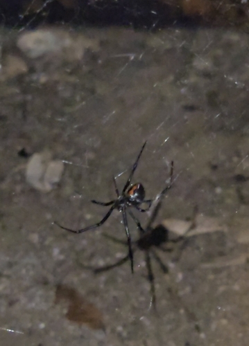 Western Black Widow