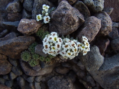 Menonvillea spathulata