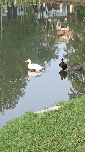 Domestic Mallard