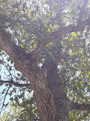 Aphelocoma wollweberi