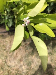 Citrus hystrix