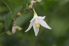 Styrax americanus