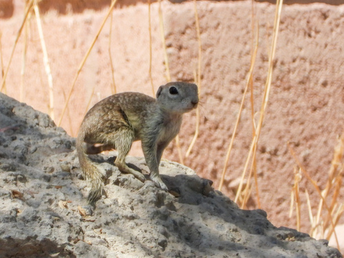 Ardillón punteado observed by mothito
