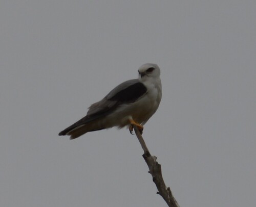 Black-shouldered Kite