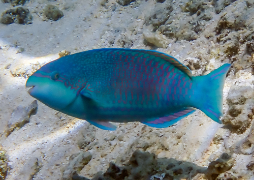 Scarus globiceps observed 2026-09-13