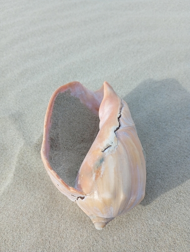 Adelomelon brasiliana, 2026-09-30