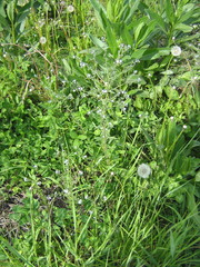 Lappula squarrosa