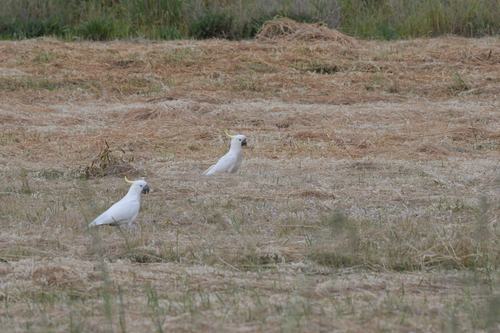 Sulphur-crested Cockatoo