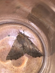 Odontopera bidentata