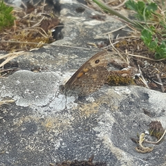 Lasiommata